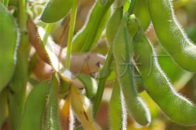 毛豆种植技术和管理方法