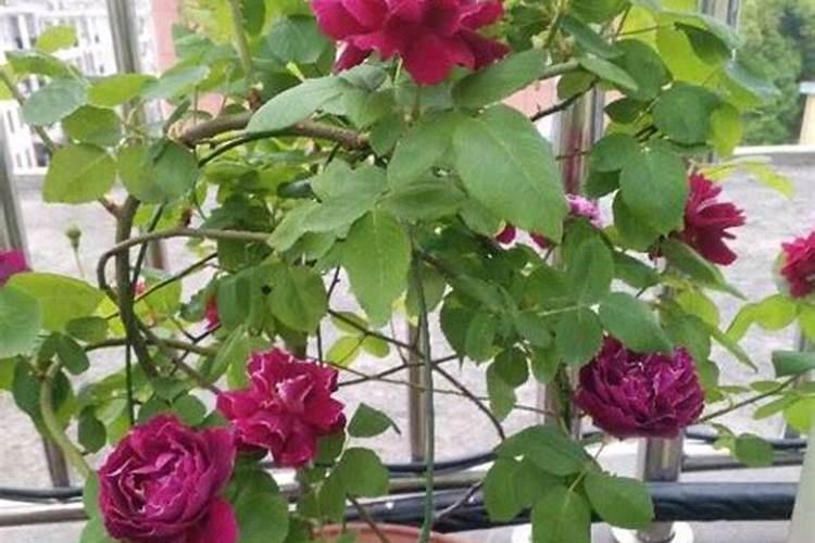 如何给月季花施肥