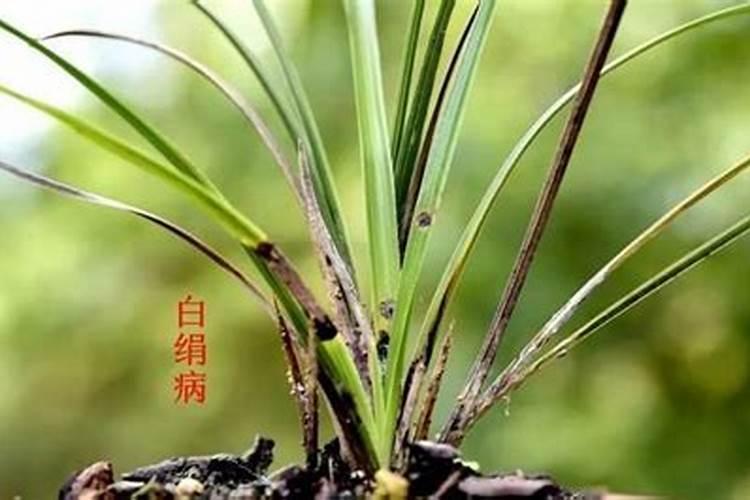 兰花用什么叶面肥最好