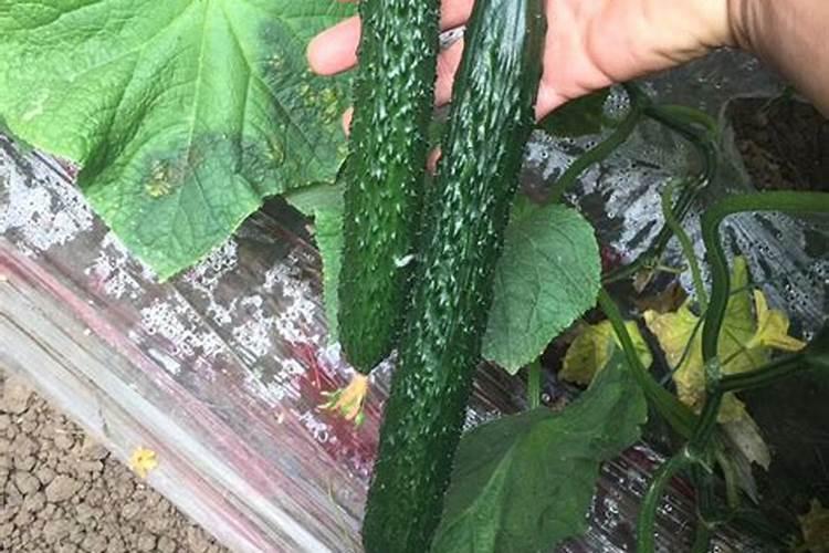黄瓜籽种植方法全过程