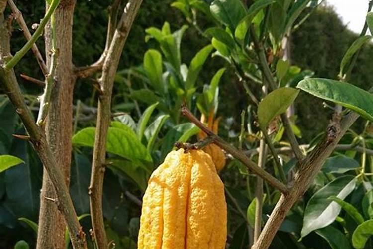 佛手的栽种方法