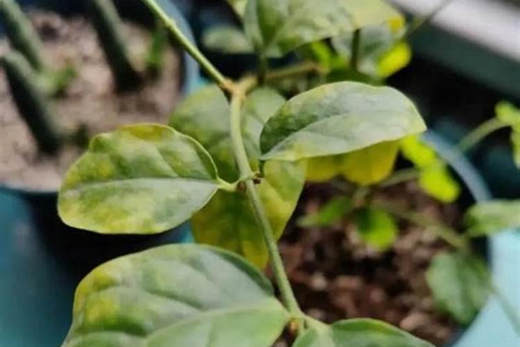 大豆叶黄了打过叶面肥后还是越来越黄怎么办？