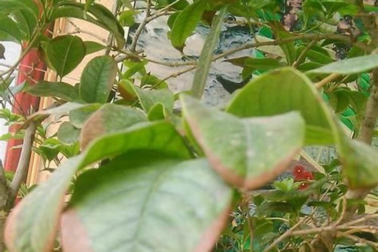 桂花树施肥用什么肥料好 施什么肥长得最快