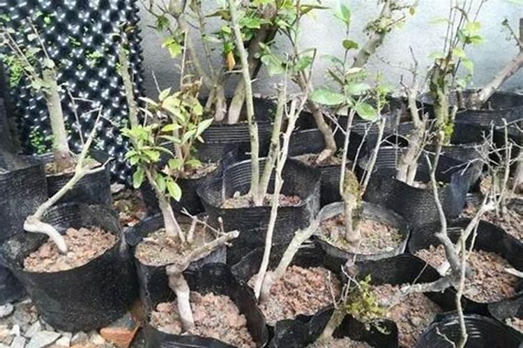 日本甜柿的种植方法日本甜柿栽培方法