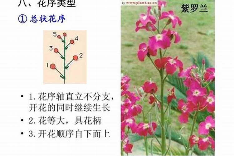葡萄糖什么时候打果树最好