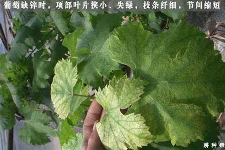 葡萄采收后怎么样施肥