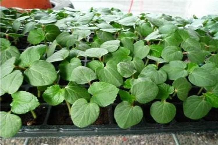 秋葵在什么时候施肥 秋葵移植后施什么肥好