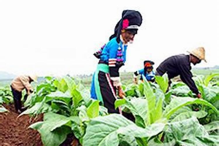 绵竹市得帮化肥烤烟专用肥是多少一包