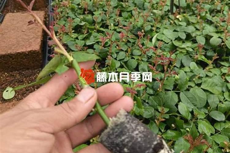月季嫁接活了吗？