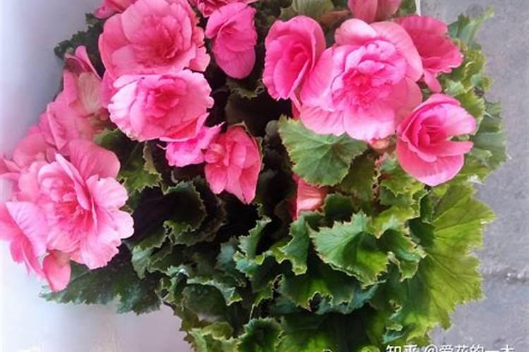 玫瑰花黄叶病的原因及治疗处理方法