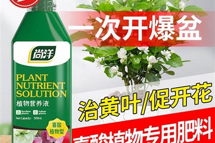 茉莉花追肥用什么肥料好
