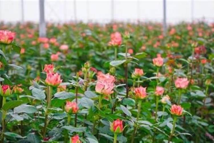 玫瑰花怎么浇水施肥