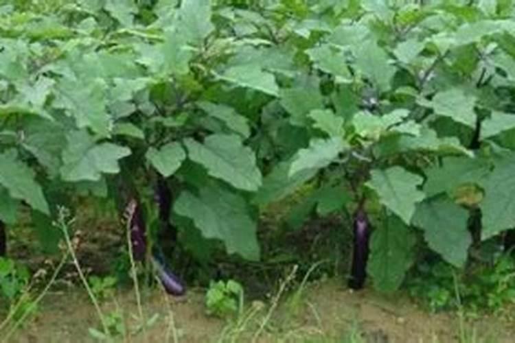 茄瓜种植方法是什么