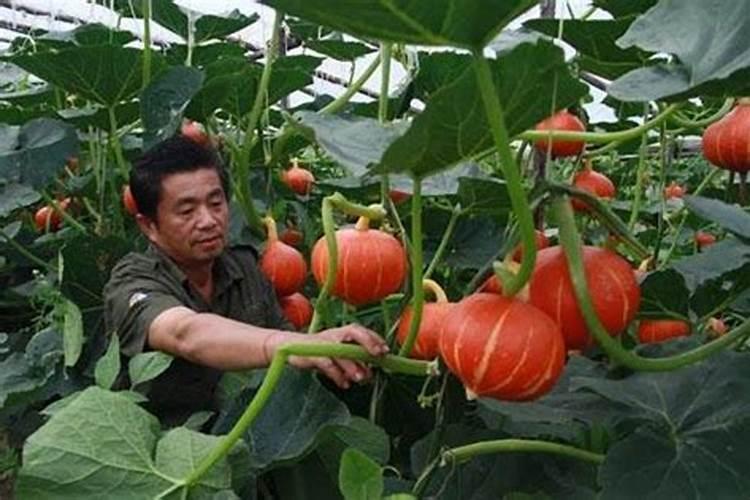 茄子施什么肥长得最好？