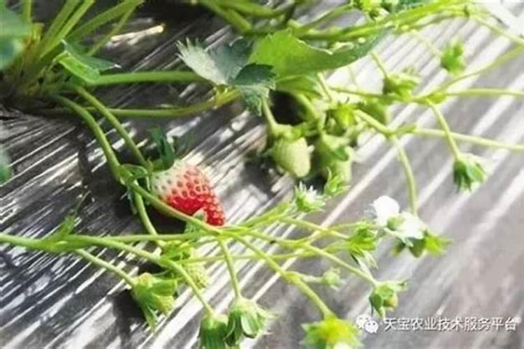 草莓花枝上的叶子需不需要打掉？