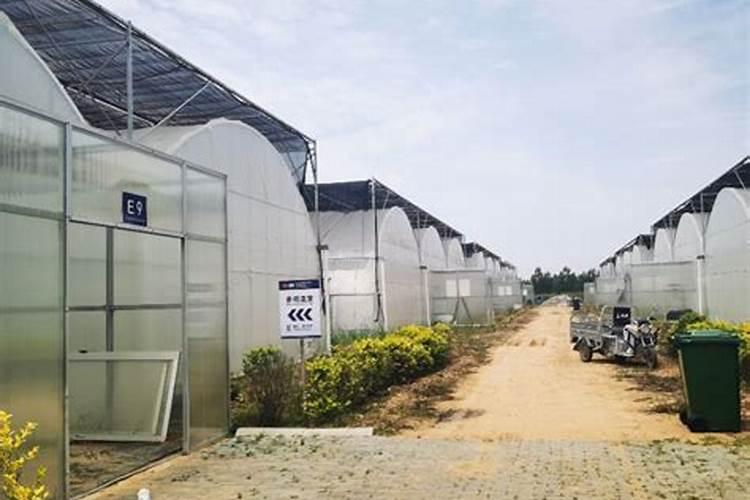 芒果施什么肥料有利于生长？芒果怎么施肥