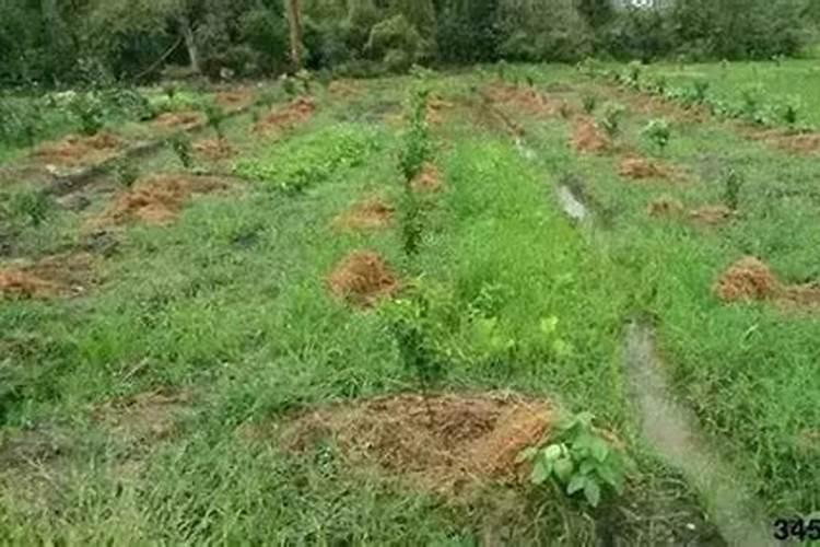 芒果树用什么肥料最好