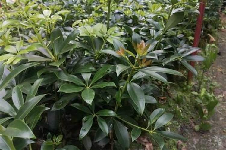 八角回树苗开花香吗？