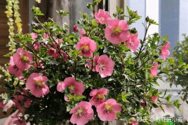 “养花浇水十年功”,夏季浇水遵照“4不4要”,养花高手都赞同百度知 ...