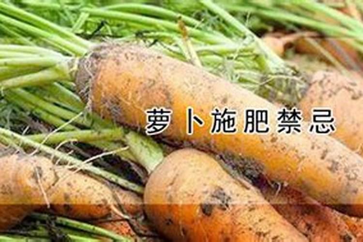 胡萝卜施什么肥最好