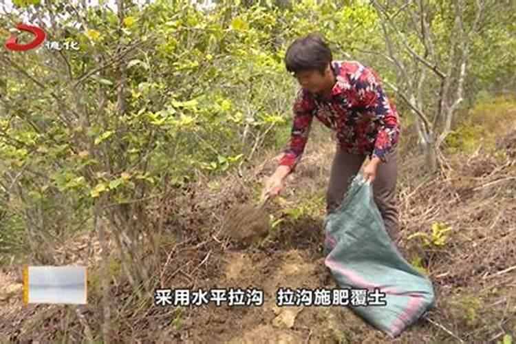 油茶树什么时候施肥