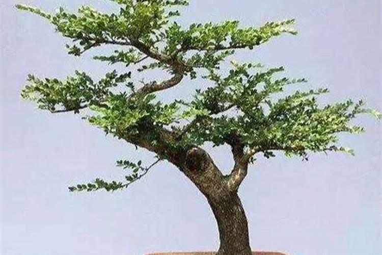黄杨的生长需要什么肥料