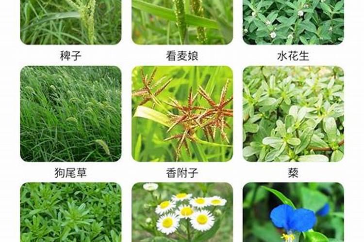 果园可以用草甘膦吗