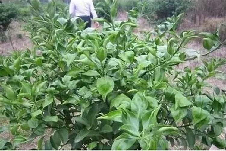 蕲春唯艾科技:淘米水不能直接种植蔬菜浇花？那正确的用法是什么百度知 ...