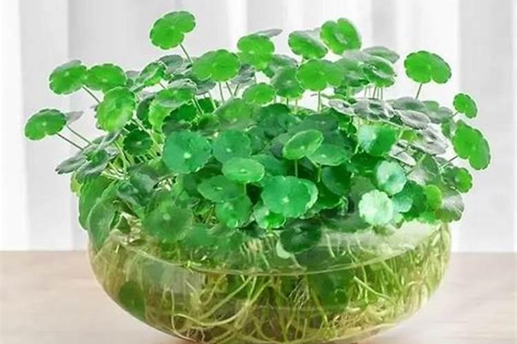 水养铜钱草可以放复合肥吗