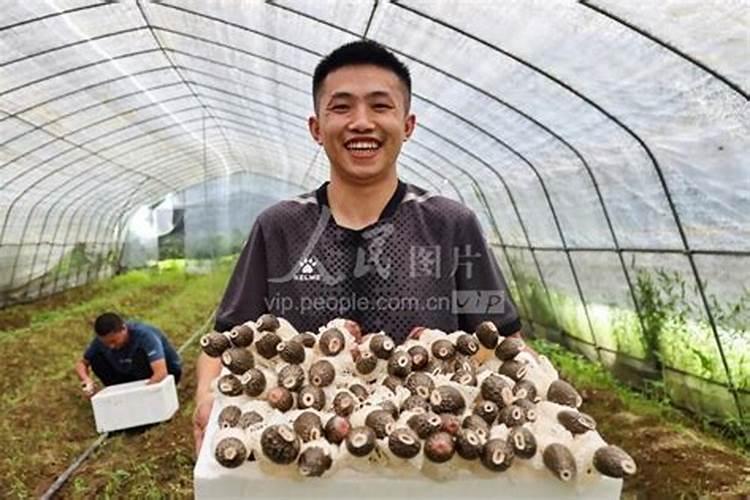春玉米套种葱行吗