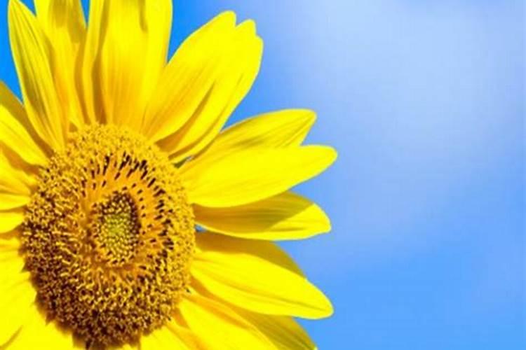 ...那位专家能帮忙回答一下种植葵花用什么配比的肥料最佳!谢谢