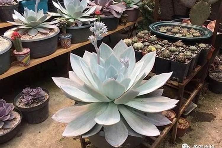 广寒宫多肉的养殖方法和注意事项