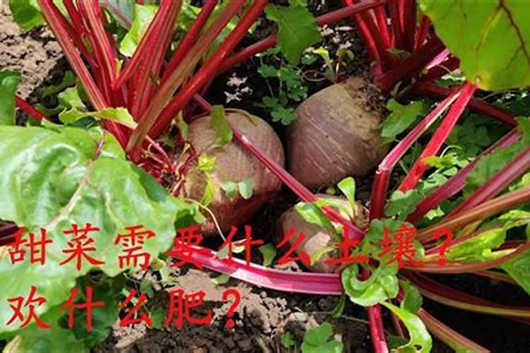 硝态氮是氮肥吗 适用于哪些农作物