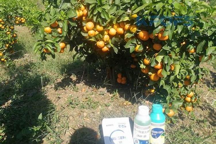 柑橘处于开花阶段适合施用何种肥料