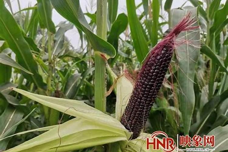 玉米专用肥料
