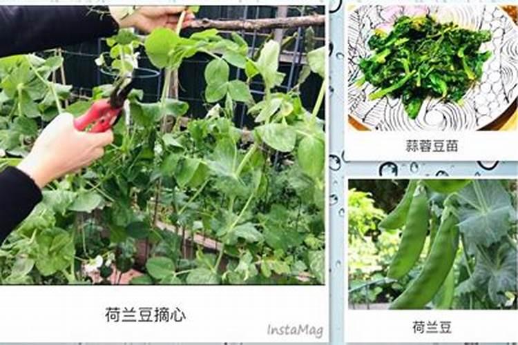 白菜施肥后是否需要直接浇水？怎样做到水肥合理使用？