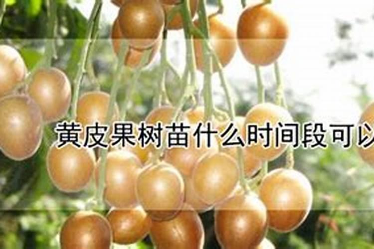 黄皮果树施什么肥