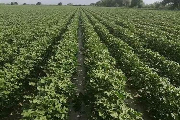 钾肥是什么肥料 植物缺少钾肥会怎么样
