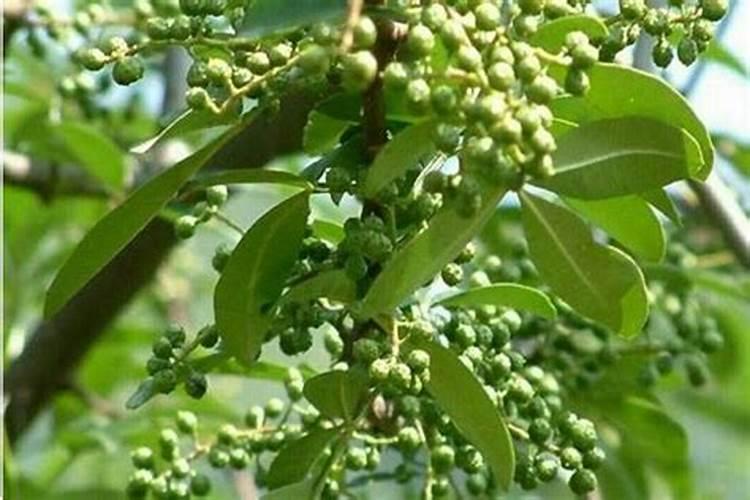 花椒树需要什么肥料？