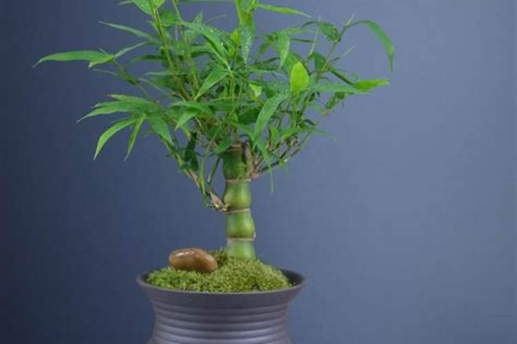 先施肥还是先浇水