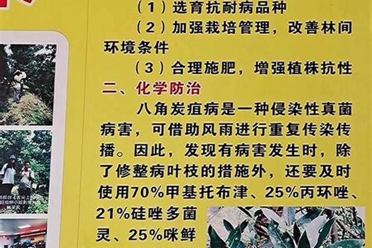 八角金盘常见病害及其防治