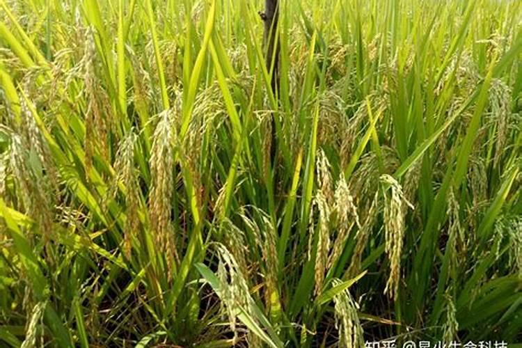 水稻叶面喷肥时间 水稻怎么施肥