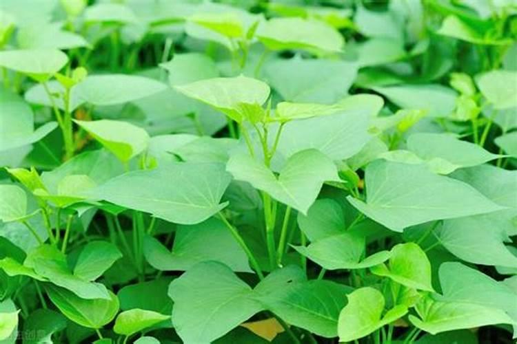 芸苔素和赤霉素有什么区别 芸苔素和赤霉素的区别