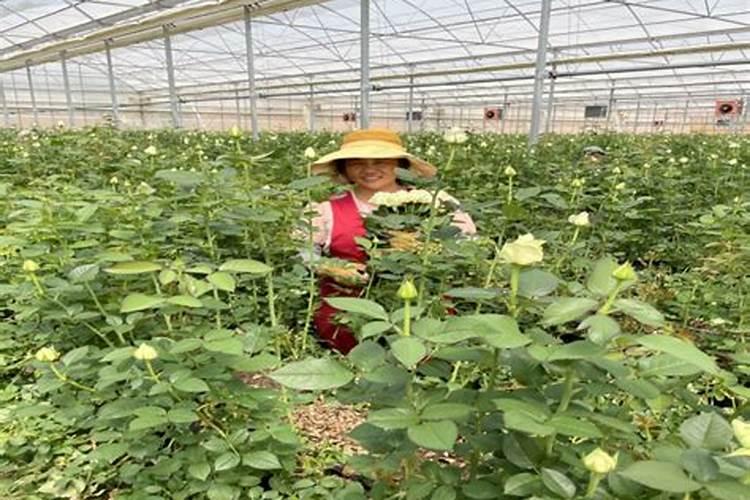 花店玫瑰种植方法(花店必备技能,教你如何种植出优质的玫瑰)