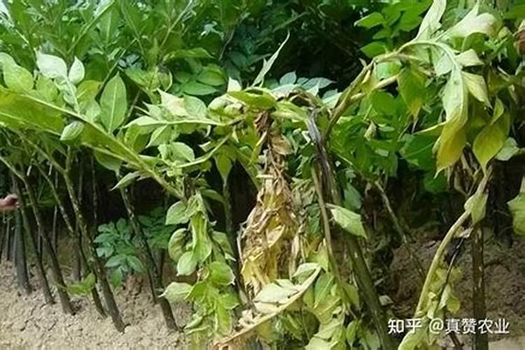 魔芋常见病害的症状及防治,软腐病的克星农药