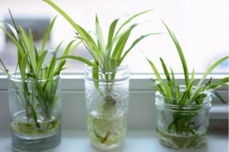 水培绿罗可以加入复合肥吗