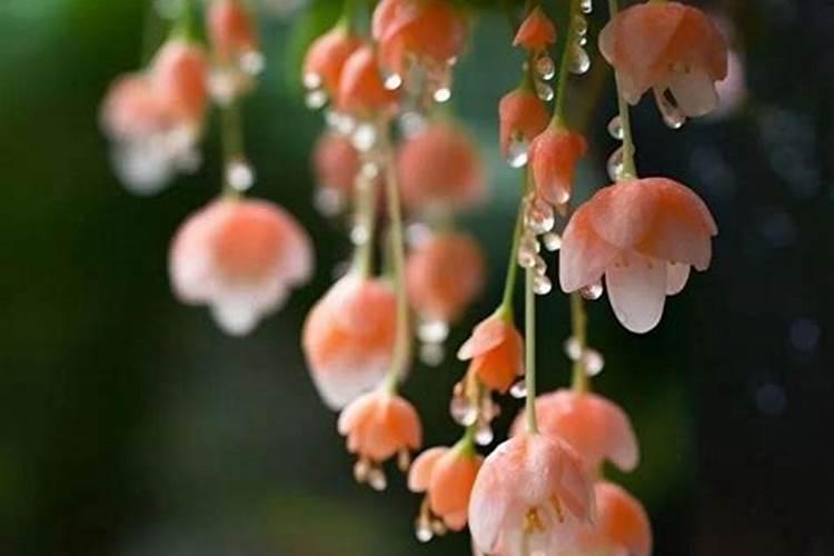 垂丝海棠的养殖方法和注意事项,垂丝海棠怎么养护