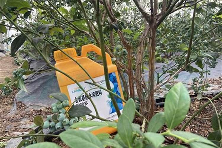 蓝莓的茎腐病有什么好的办法防治么？