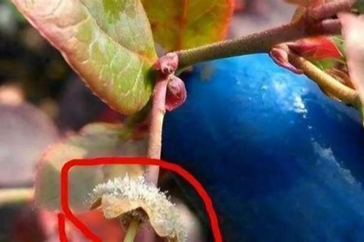 蓝莓出现了大面积的花腐病,用什么药效果好？