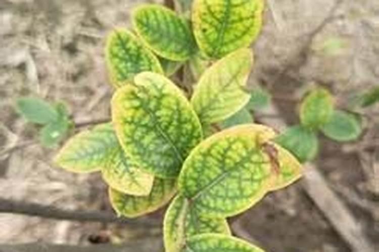 蓝莓种植中的根腐病如何防治？